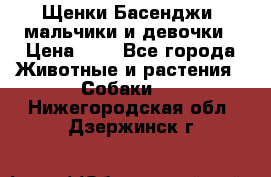 Щенки Басенджи ,мальчики и девочки › Цена ­ 1 - Все города Животные и растения » Собаки   . Нижегородская обл.,Дзержинск г.